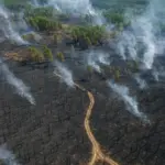 Verbrannte Fläche nach dem größten Waldbrand in Sachsen in der Gohrischheide bei Zeithain