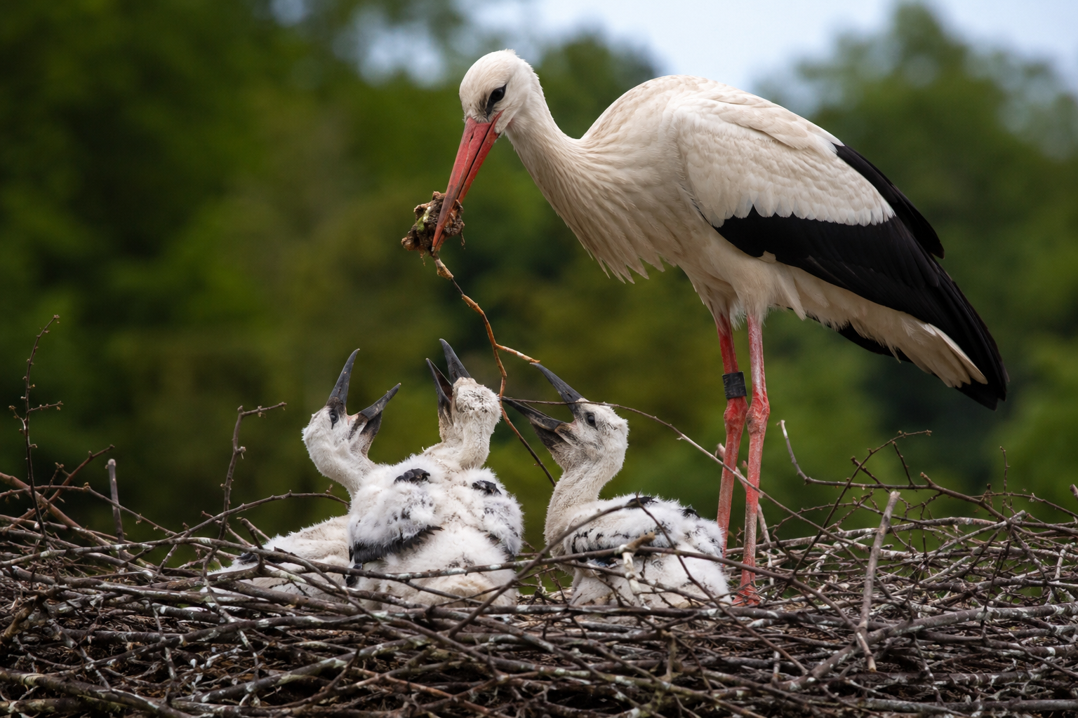 Weißstorch mit Jungstörchen im Nest als Symbolbild für die Gefahr durch Gummibänder in der Oberlausitz